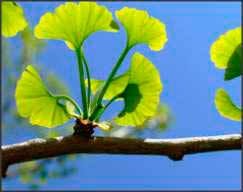 Ginkgo Biloba