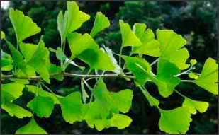 Las hojas de Ginkgo Biloba